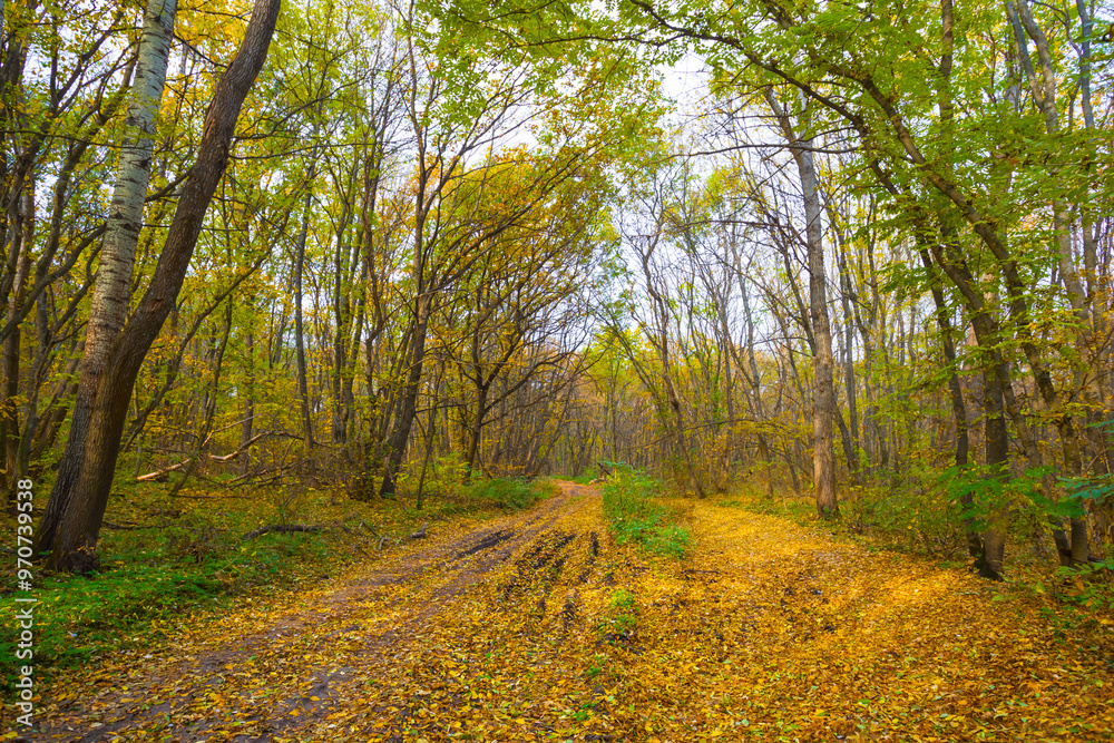 Obraz premium ground road through red autumn forest covered by dry leaves