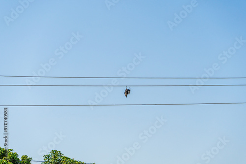 Obraz na płótnie dead bird hanging from an electric wire against clear blue sky. w salonie