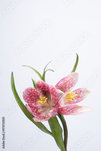 photo of hazel grouse fritillaria meleagris flowers on a white background. Blur and selective focus. Extreme flower close-up. Copy space