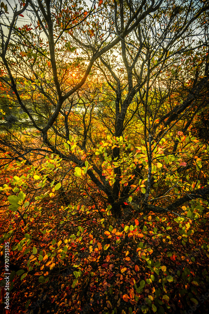 Landscape in the mountains at autumn morning , beautiful orange trees with beauty colors of the autumn . Sunlights through the trees , field on the hills . Golden colors in forest . Sunrise over trees Landscape in the mountains at autumn morning , beautiful orange trees with beauty colors of the autumn . Sunlights through the trees , field on the hills . Golden colors in forest . Sunrise over trees