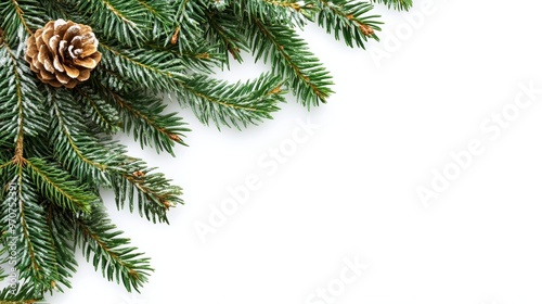 Christmas tree border isolated on white, Xmas spruce green fir pine branch