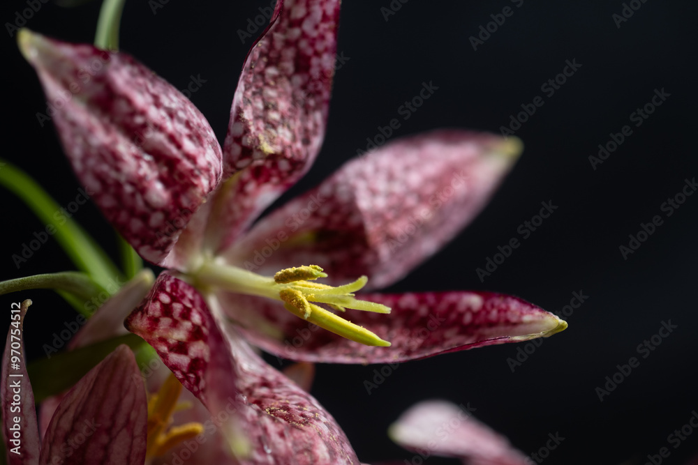 Macro photo of hazel grouse fritillaria meleagris flowers on a black background. Blur and selective focus.