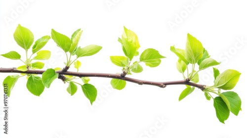 Branch of apple tree with young fresh green leaves isolated on white. Spring season