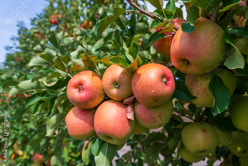 Apple tree loaded with apples in an orchard. Autumn seasonal harvest. Red ripe apples on a branch in orchard. Organic farming, gardening, vegetarian eco food.  photo