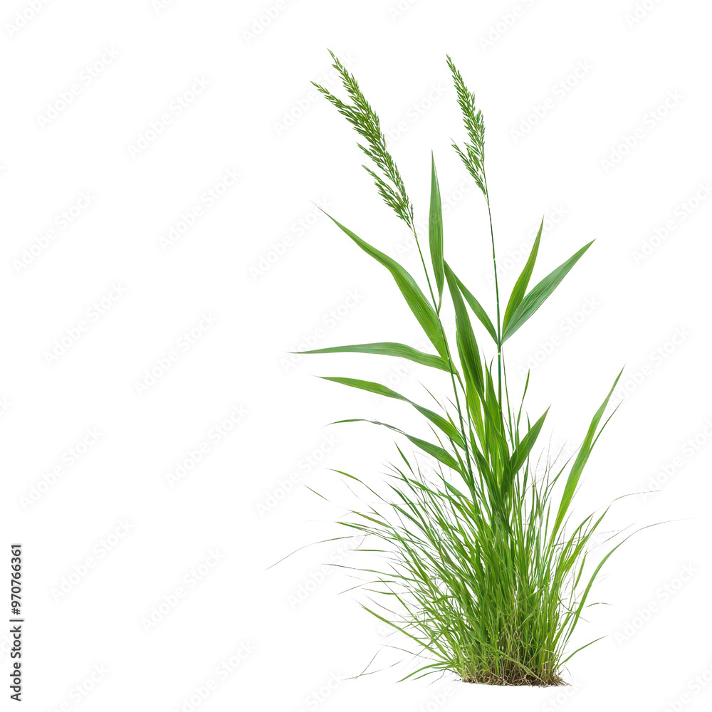 A vibrant green grass with tall blades, perfect for nature-themed projects or backgrounds. Ideal for various creative uses. A vibrant green grass with tall blades, perfect for nature-themed projects or backgrounds. Ideal for various creative uses.