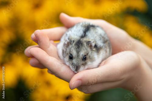 Djungarian hamster Phodopus sungorus on hand, small domestic animal on yellow background