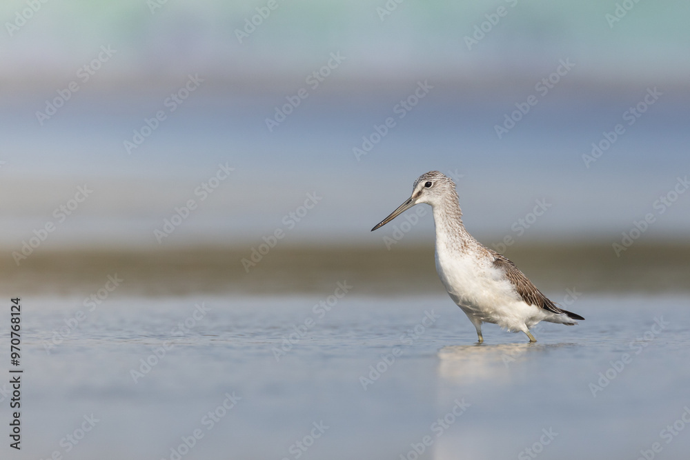 Obraz premium Shorebird Greenshank Tringa nebularia bird with long beak, standing in the mud, blurred background, migratory bird, summer in Poland, Europe
