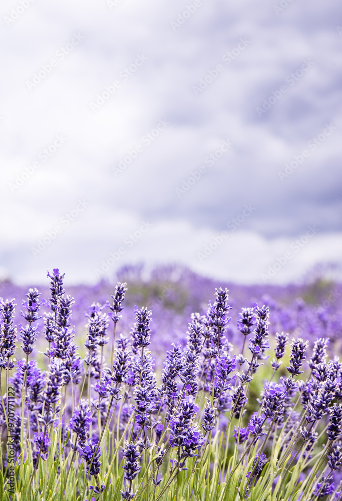 Naklejka premium Clumps Of Lavender In Full Bloom At Snowshill In The Cotswolds