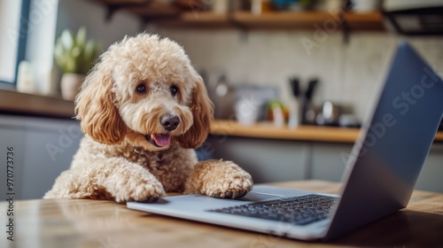 Fototapeta Naklejka Na Ścianę i Meble -  Labradoodle dog ordering online by internet for home delivery. Paws on laptop with a food shopping product selection. Concept for pets using technology or animals imitating humans. Selective focus.