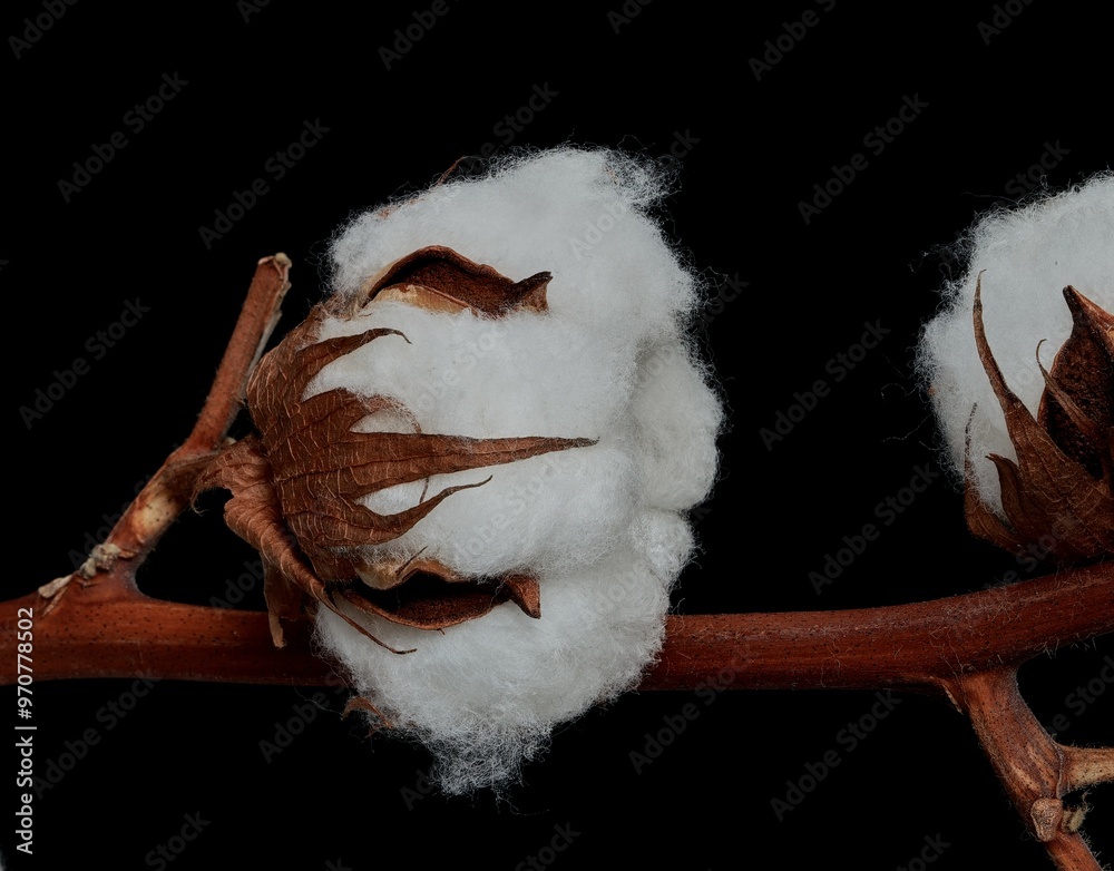 cotton flower growing on black background cotton flower growing on black background