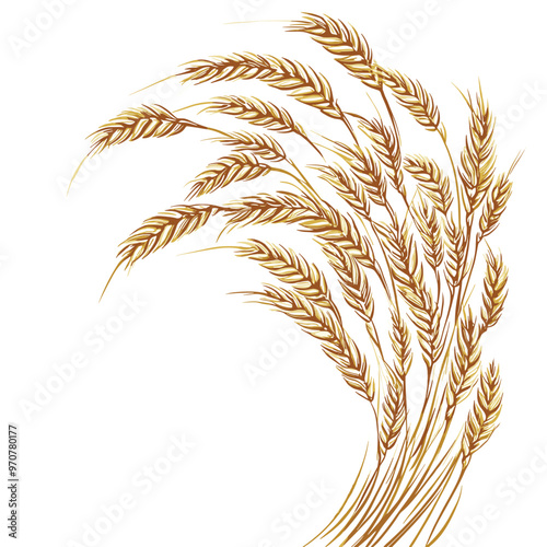 Hand drawn illustration ears of wheat on white background. Vector.