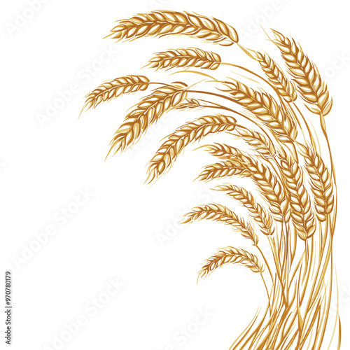 Hand drawn illustration ears of wheat on white background. Vector.