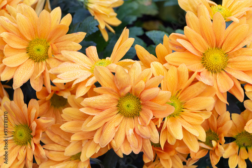 Close up on chrysanthemum plant on tombstone