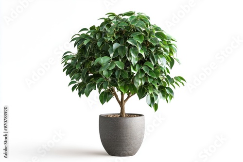 Ficus benjamina in flowerpot isolated on white background.