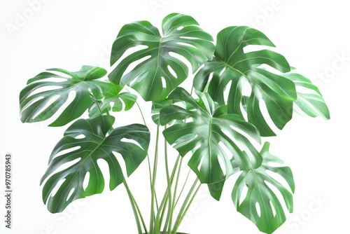 Monstera plant in pot for indoor decoration.