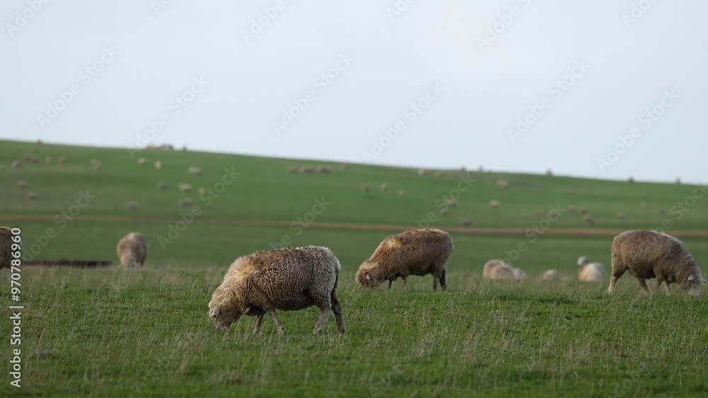 Sheep Grazing Near Twelve Apostles Sheep Grazing Near Twelve Apostles