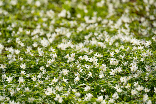 Nature spring background with meadow white flowers: blurred background green field