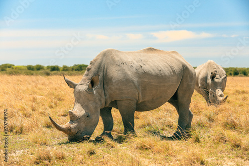 Фотография Exploring the beauty of Botswana's landscape with rhinos grazing under a bright