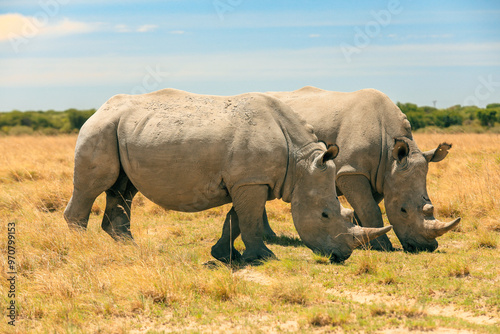 Fotografie Two white rhinos graze on the golden grasslands during a sunny day in Botswana's