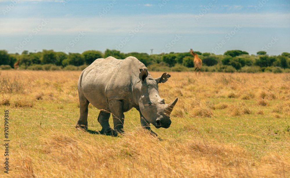 Rhinoceros walking through the grasslands during a safari adventure in Botswana under a clear blue sky Rhinoceros walking through the grasslands during a safari adventure in Botswana under a clear blue sky
