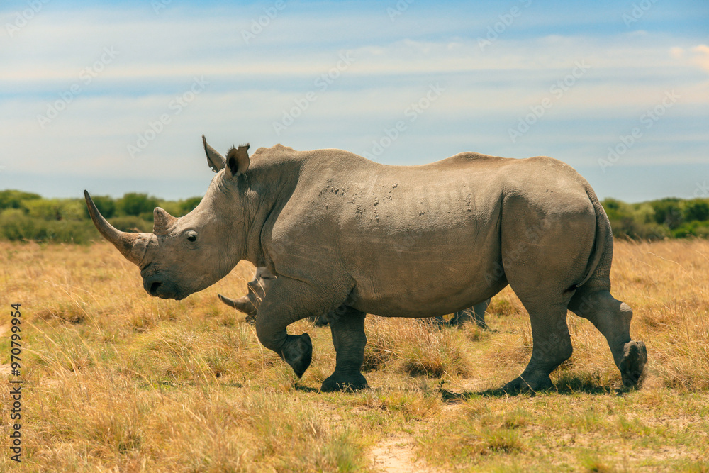 Exploring Botswana's wilderness with a rhinoceros in its natural habitat during a sunny afternoon Exploring Botswana's wilderness with a rhinoceros in its natural habitat during a sunny afternoon