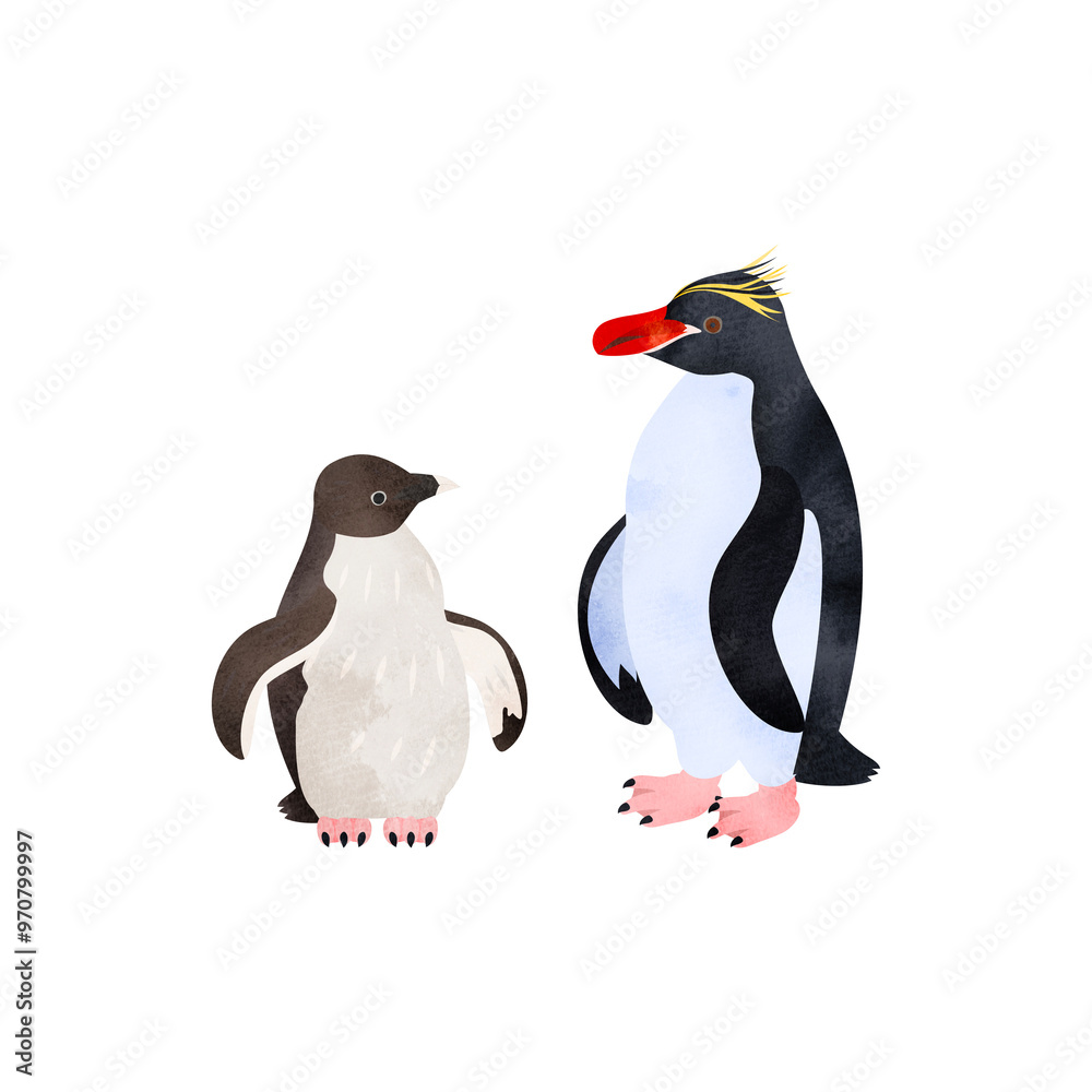 Obraz premium マカロニペンギンの雛と成鳥。水彩風イラスト。 Macaroni penguin chick and adult. Watercolor style illustration.