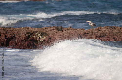 Grey heron Ardea cinerea cinerea. Los Dos Roques. Galdar. Gran Canaria. Canary Islands. Spain. photo