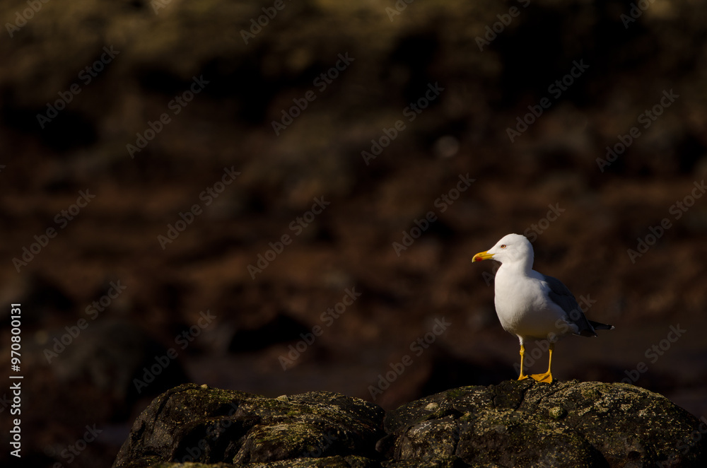 Yellow-legged gull Larus michahellis atlantis. Los Dos Roques. Galdar. Gran Canaria. Canary Islands. Spain.