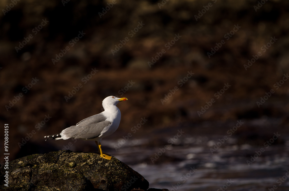 Yellow-legged gull Larus michahellis atlantis looking up. Los Dos Roques. Galdar. Gran Canaria. Canary Islands. Spain. Yellow-legged gull Larus michahellis atlantis looking up. Los Dos Roques. Galdar. Gran Canaria. Canary Islands. Spain.