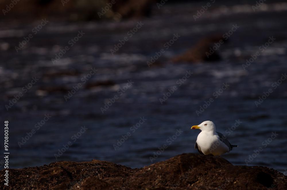 Obraz premium Yellow-legged gull Larus michahellis atlantis. Los Dos Roques. Galdar. Gran Canaria. Canary Islands. Spain.