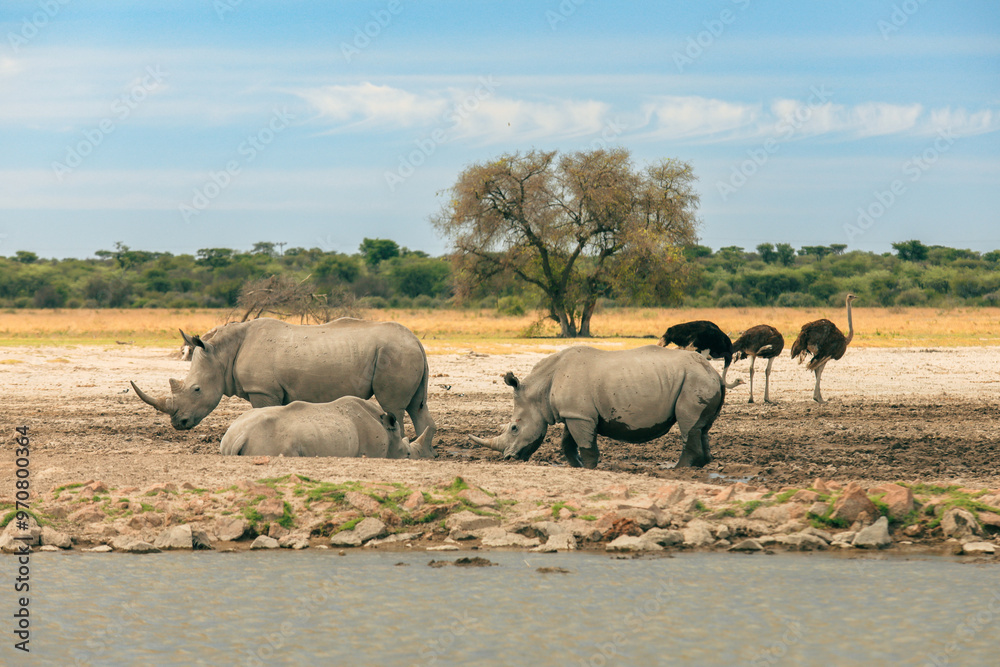 Rhinoceroses and ostriches gathering near a waterhole in Botswana during a sunny afternoon safari Rhinoceroses and ostriches gathering near a waterhole in Botswana during a sunny afternoon safari