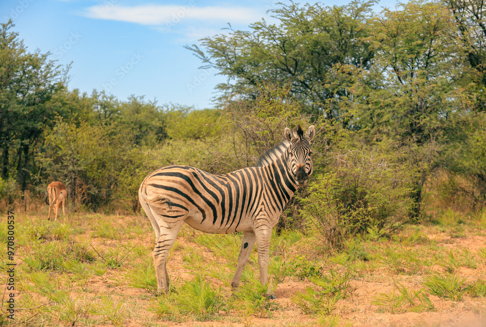 Naklejka premium A zebra grazing peacefully in the lush landscapes of Botswana during a vibrant safari adventure