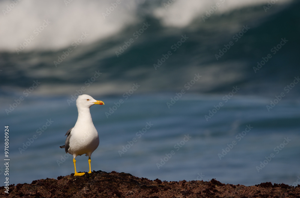 Yellow-legged gull Larus michahellis atlantis. Los Dos Roques. Galdar. Gran Canaria. Canary Islands. Spain. Yellow-legged gull Larus michahellis atlantis. Los Dos Roques. Galdar. Gran Canaria. Canary Islands. Spain.