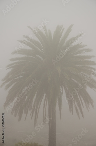 Canary Island date palm Phoenix canariensis in the fog. Alajero. La Gomera. Canary Islands. Spain. photo