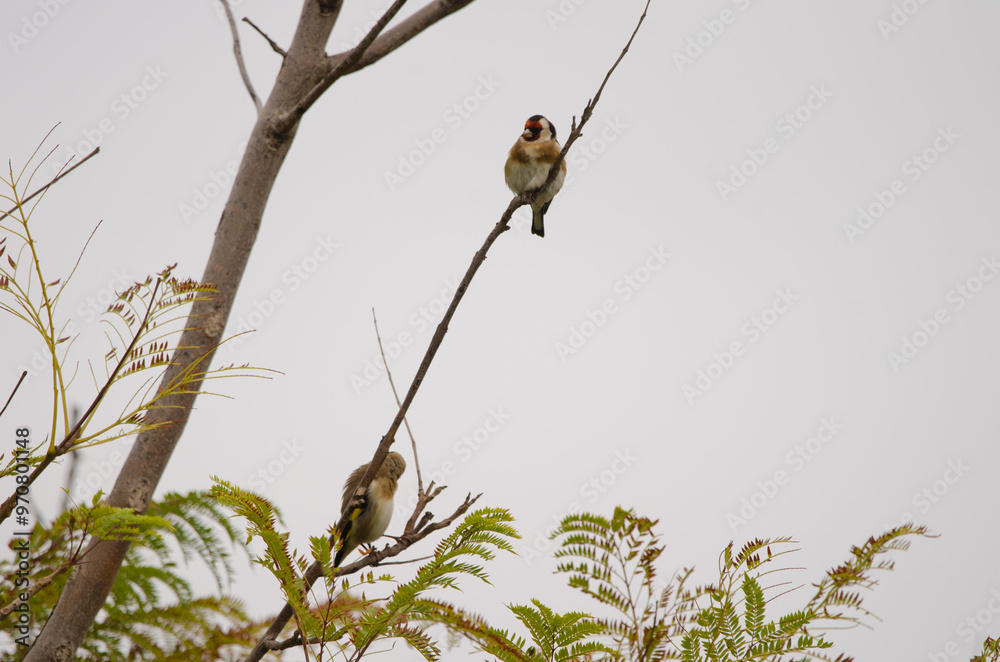 European goldfinches Carduelis carduelis parva. Lomada de Tecina. San Sebastian de La Gomera. La Gomera. Canary Islands. Spain. European goldfinches Carduelis carduelis parva. Lomada de Tecina. San Sebastian de La Gomera. La Gomera. Canary Islands. Spain.