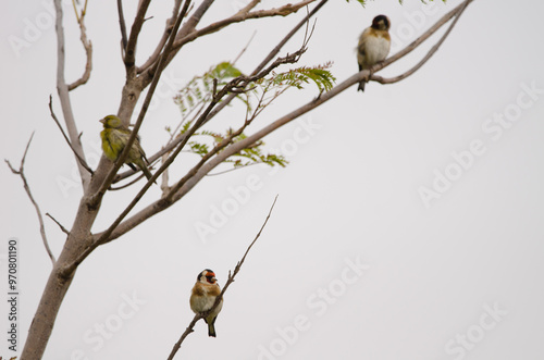 European goldfinch Carduelis carduelis parva resting with another birds. Lomada de Tecina. San Sebastian de La Gomera. La Gomera. Canary Islands. Spain. photo