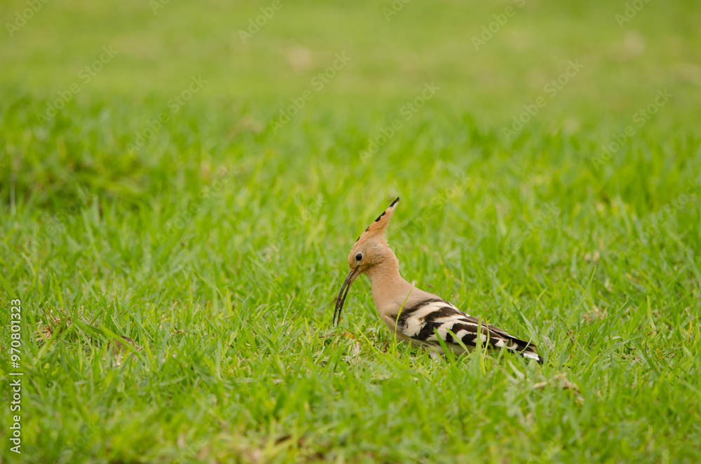 Eurasian hoopoe Upupa epops searching for food. Tecina Golf. Lomada de Tecina. San Sebastian de La Gomera. La Gomera. Canary Islands. Spain. Eurasian hoopoe Upupa epops searching for food. Tecina Golf. Lomada de Tecina. San Sebastian de La Gomera. La Gomera. Canary Islands. Spain.