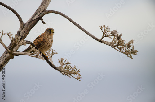 Common kestrel Falco tinnunculus canariensis. Lomada de Tecina. San Sebastian de La Gomera. La Gomera. Canary Islands. Spain.