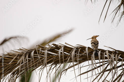 Eurasian hoopoe Upupa epops. Tecina Golf. Lomada de Tecina. San Sebastian de La Gomera. La Gomera. Canary Islands. Spain. photo