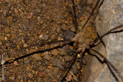 Male common harvestman Phalangium opilio. Garajonay National Park. La Gomera. Canary Islands. Spain. photo