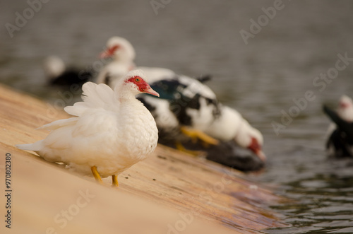 Domestic Muscovy duck Cairina moschata domestica. Cabecita dam. Vallehermoso. La Gomera. Canary Islands. Spain. photo