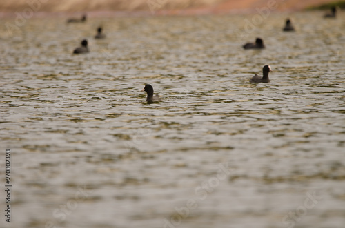 Eurasian coots Fulica atra atra. Cabecita dam. Vallehermoso. . La Gomera. Canary Islands. Spain. photo