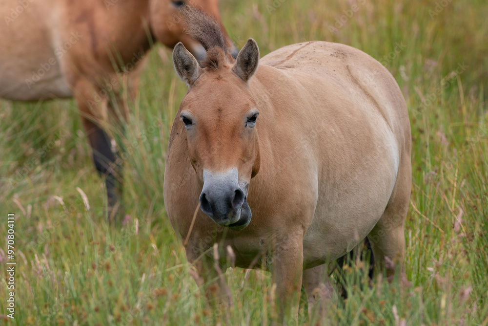 Fototapeta premium Przewalski’s horse in a wildlife nature park