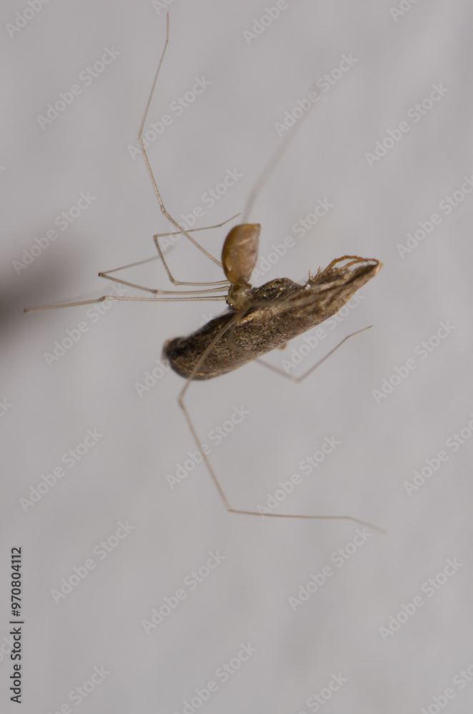 Cosmopolitan cellar spider Pholcus phalangioides with prey. Agulo. La Gomera. Canary Islands. Spain. Cosmopolitan cellar spider Pholcus phalangioides with prey. Agulo. La Gomera. Canary Islands. Spain.