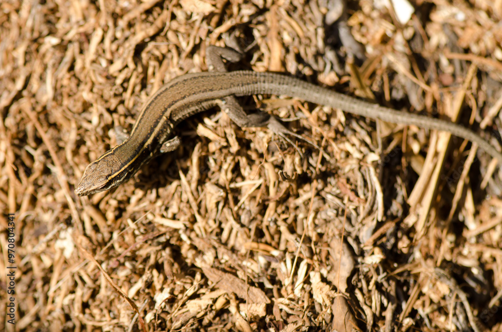 Juvenile Boettger's lizard Gallotia caesaris gomerae. Vallehermoso. La Gomera. Canary Islands. Spain.