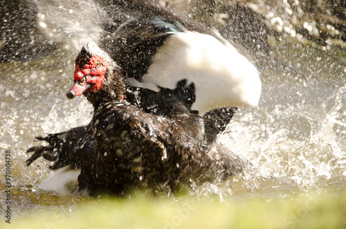 Domestic Muscovy drake Cairina moschata domestica bathing. Vallehermoso. La Gomera. Canary Islands. Spain. photo