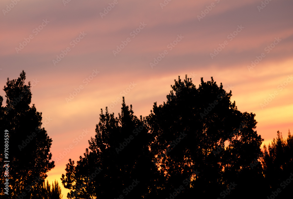 Laurel forest at sunset. Garajonay National Park. La Gomera. Canary Islands. Spain.