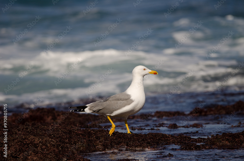 Yellow-legged gull Larus michahellis atlantis. Los Dos Roques. Galdar. Gran Canaria. Canary Islands. Spain. Yellow-legged gull Larus michahellis atlantis. Los Dos Roques. Galdar. Gran Canaria. Canary Islands. Spain.