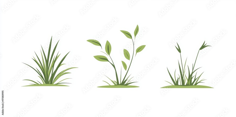 Fototapeta premium A grass or bush isolated against a white background