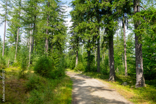 the main Sudetes trail leading to Sniezka photo